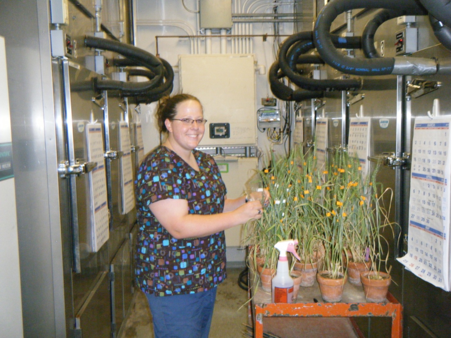 /ARSUserFiles/46547/kelli inoculating wheat 2016.JPG